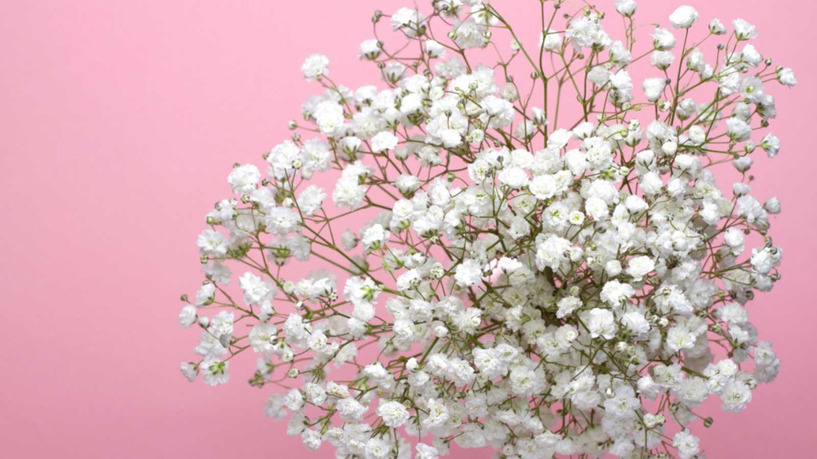 A bouquet of Baby's breath flowers on a pink background, close-up. Wedding design, greetings, invitations, Wallpapers.