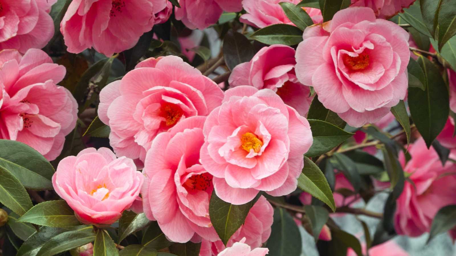 Beautiful vibrant pink Japanese Camellia flowers of (Camelia japonica)