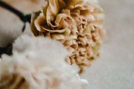 carnation flowers
