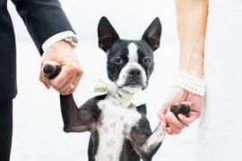 pets at weddings