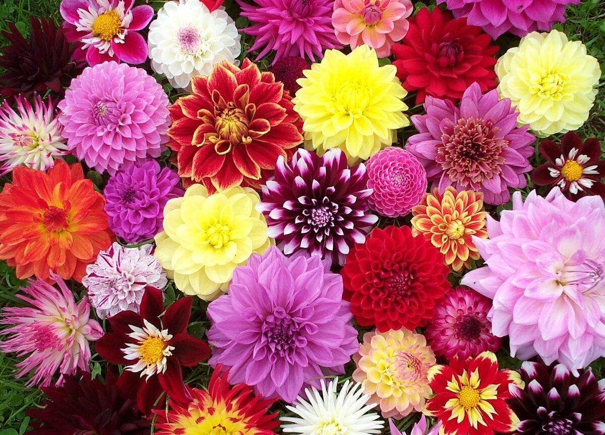 Wedding Flowers: Dahlias