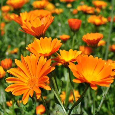Fall Wedding Flowers Calendula