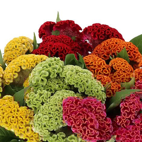 Fall Wedding Flowers Celosia Cristata