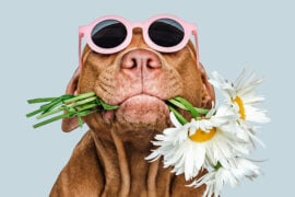 Dog Wears Sunglasses