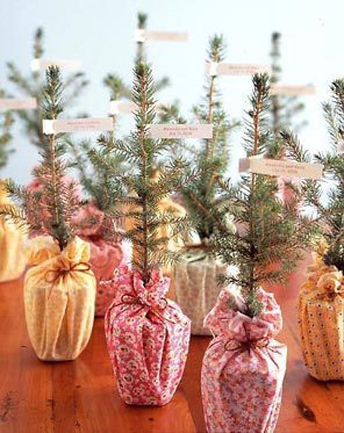 Mini Plants or Herbs