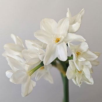 winter wedding flowers