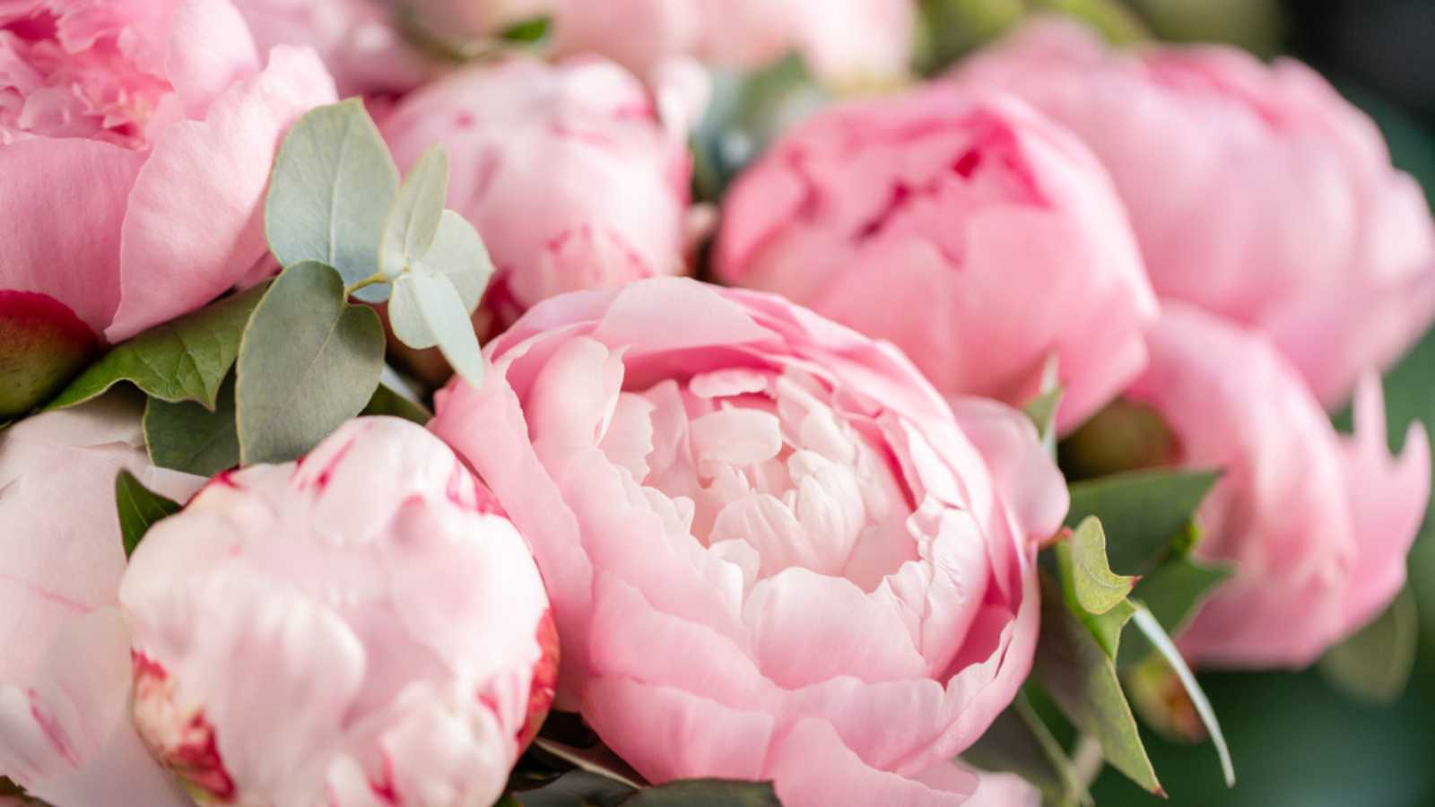Close-up of flowers Pink peonies . Beautiful peony flower for catalog or online store. Floral shop concept . Beautiful fresh cut bouquet. Flowers delivery