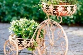 Potted Plants Pinterest