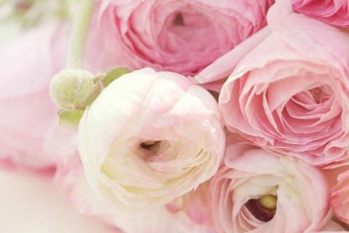 Wedding Flowers: Ranunculus
