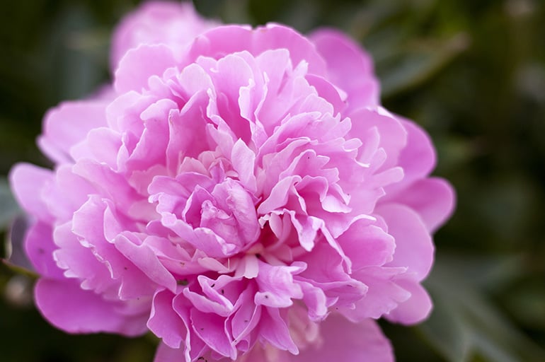Spring Wedding Flower Hyacinths