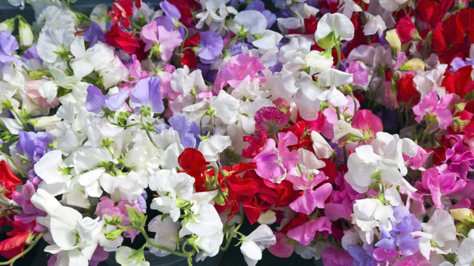 Sweet Peas