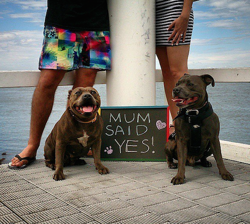 Let Your Fur Babies Talk for You